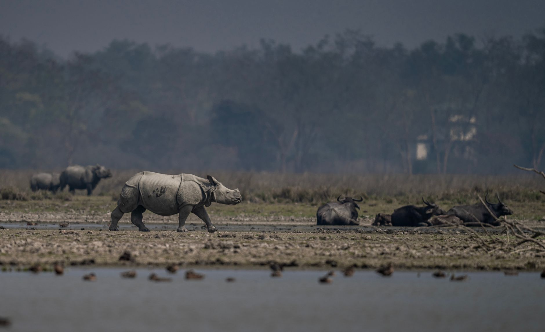 Is Manas National Park reopening the best travel choice?