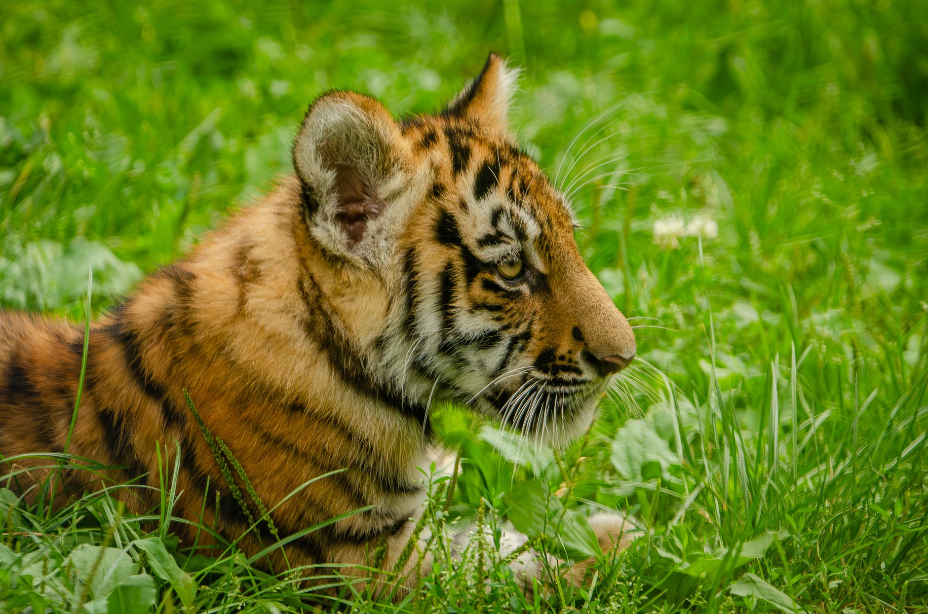 Tiger tourism Buxa: The Real Impact on Local Communities